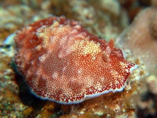 20200328_8.JPG